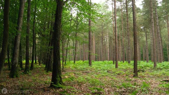 Forestopic's tweet photo. Stratégie forestière européenne: Bruxelles déblaie le terrain en publiant des guides https://t.co/MwNa3k69RC
#forêt #Europe https://t.co/uyTHqKgJWV