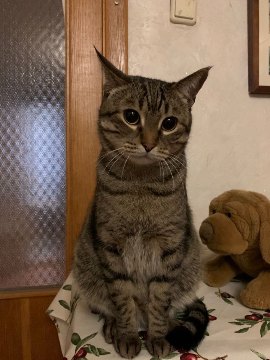 ORebriy's tweet image. #Харків Візьміть кота, бо присплять 😢 здоровий, кастрований, дорослий Пан шукає сім'ю. 10 кілограмів щастя