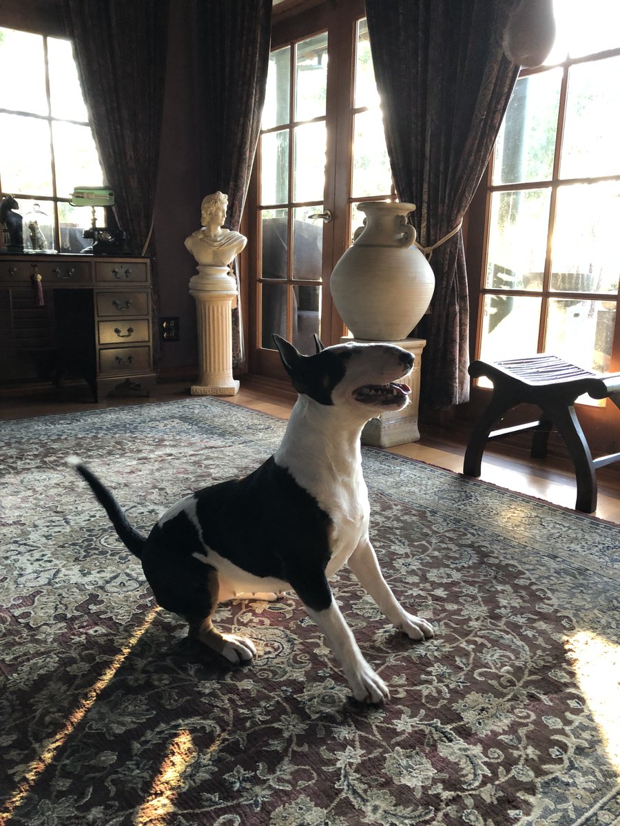 QueenieRegalPup's tweet photo. Happy Friday all you Pup's out there .... I'm in a Jumpy Friday Mood today cause Mum's holding the Squeeeeky Toy 🩷🐶🩷💙🐾⭐️ https://t.co/WPLJD9qAmS