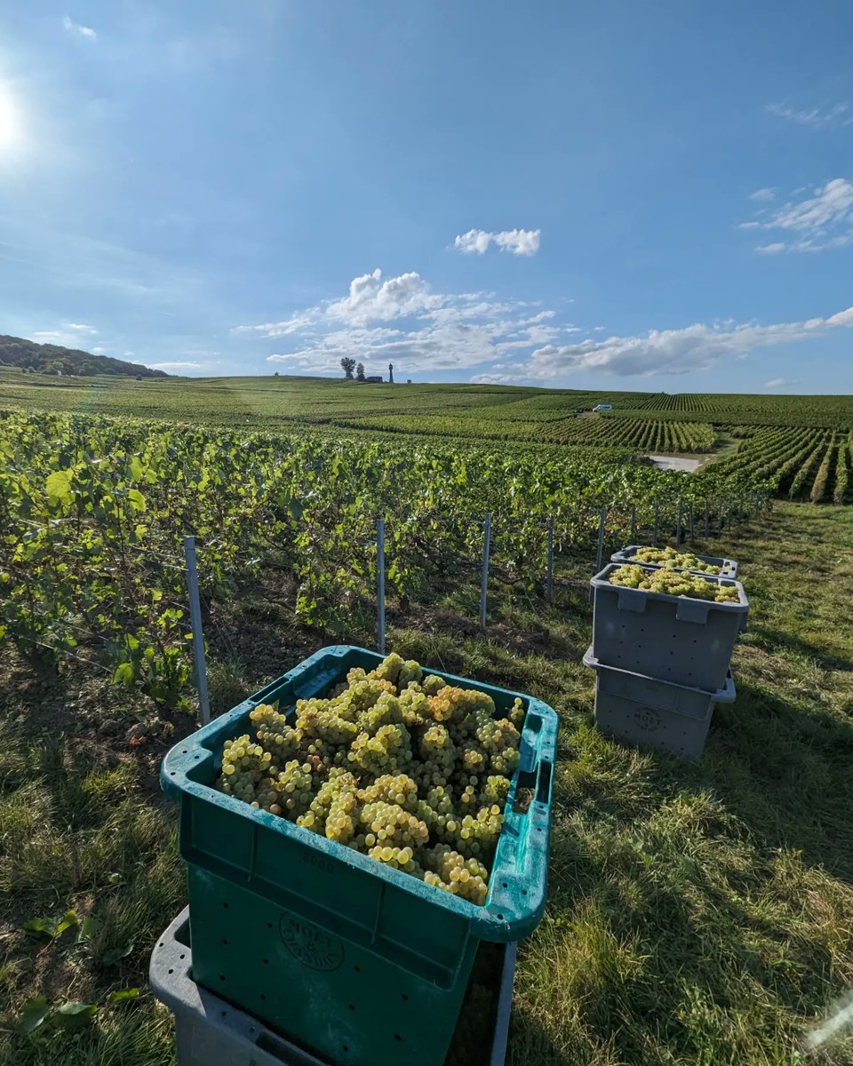 ChampagneTexier's tweet photo. 🌞 2023, année à Blanc ✨
Bientôt 1 semaine de vendange déjà... avec notre Phare jamais très loin 👀 https://t.co/DvKMtqeJuR