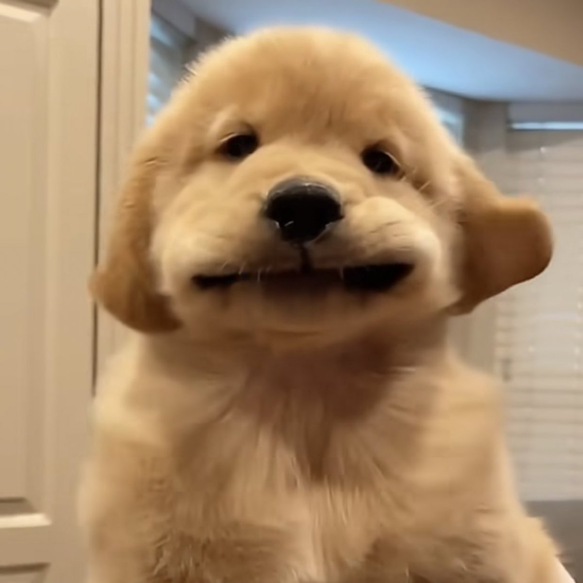 takemybear 🐶 tweet media