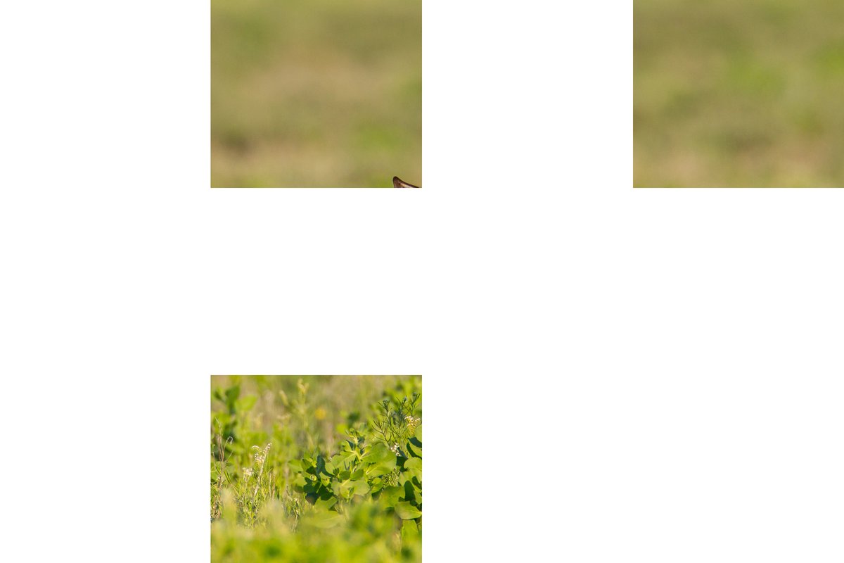 Isak Pretorius tweet media