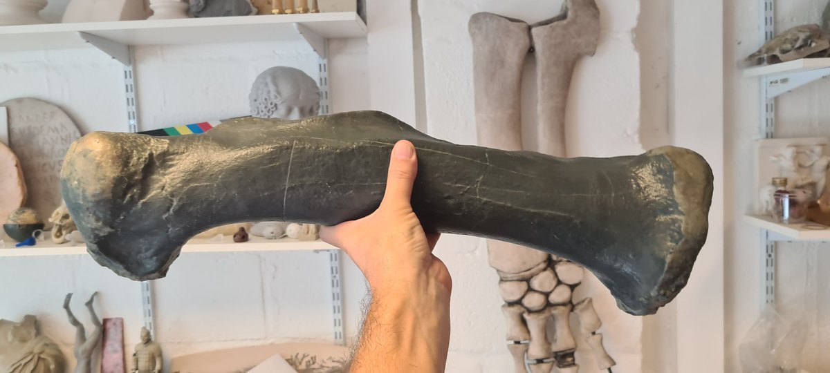 Something for #FossilFriday.  A recently finished, actual size, 3D printed copy of a T-Rex metatarsal (foot bone) ready for shipping to @WollatonHall natural history museum & held up here by @stevendey's puny metacarpals.