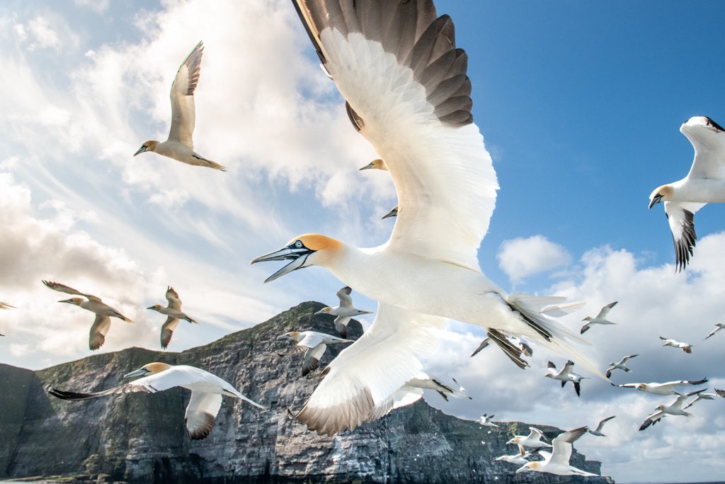 The Northern Gannets of Noss.

So good to see this magnificent seabird recovering so strongly from the devastation of Bird Flu last year, in contrast to seabirds further south. 

One of many memorable charters this season with ‘captain’ Haris of <a href="/ShetlandTours/">Shetland Seabird Tours • The Noss Boat</a>
#Shetland #Gannets