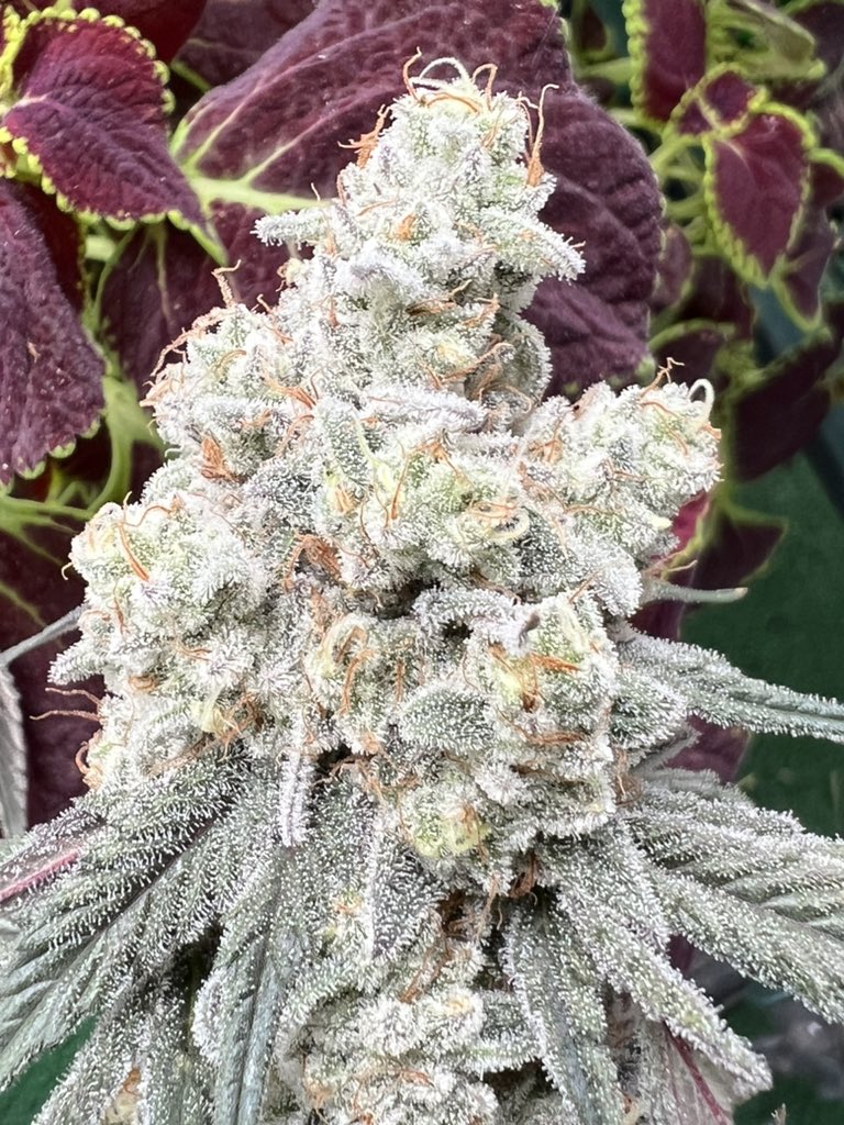 robbygreenthumb's tweet photo. Dante’s Inferno 🔥 https://t.co/Kfhcp8tV82