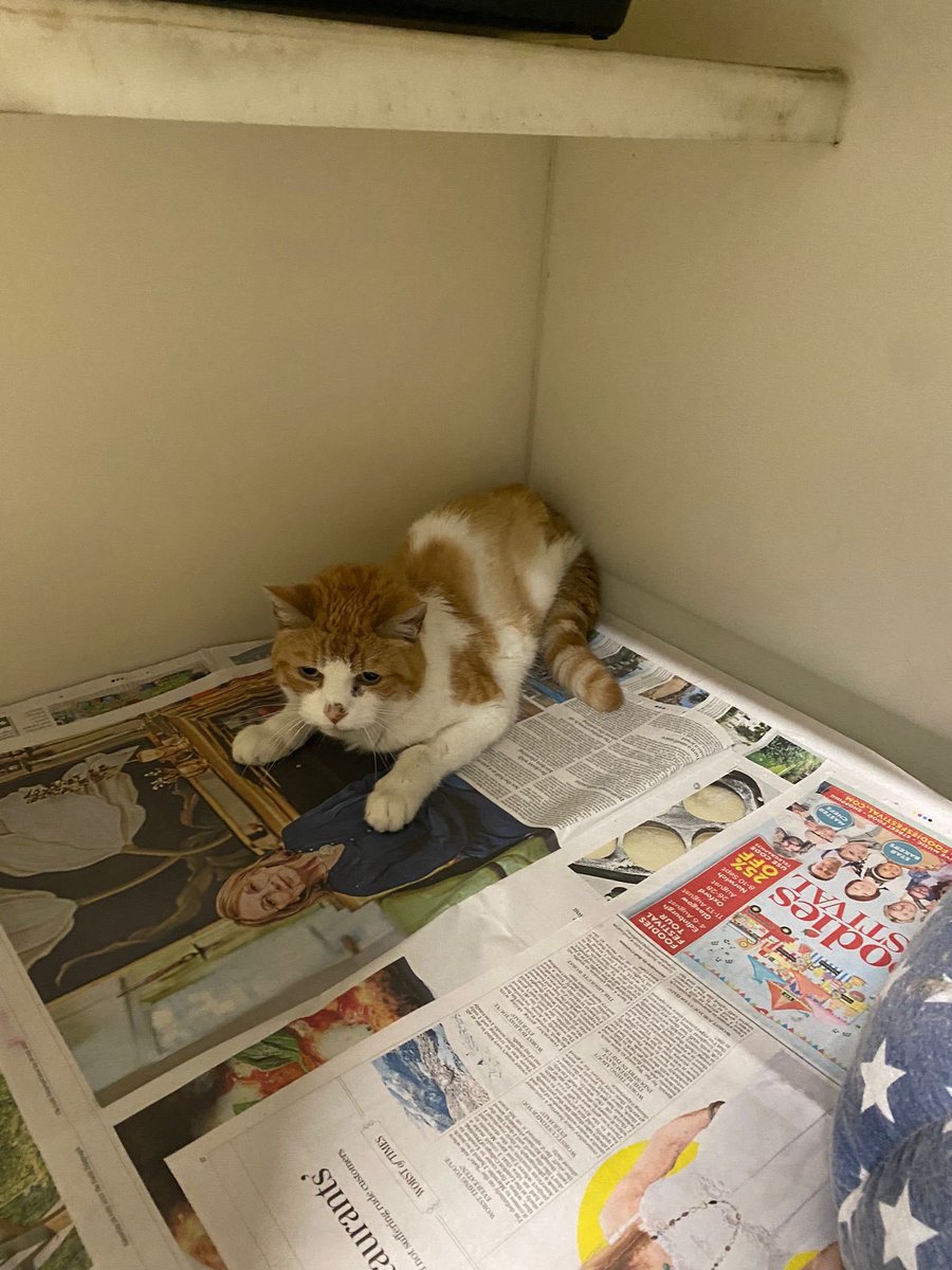 AdoptionsUk's tweet photo. Please retweet, SPECIAL APPEAL to help Ben find a home #SALFORD #MANCHESTER #UK 

Friendly little cat aged 15!! 
Sadly his owner has passed away and he has been in a shelter for 20 months with no applications. 
He needs a quiet home as the only pet. 
Please give him a retweet 🌟

DETAILS or APPLY👇
https://t.co/APQRzDwsFe
☎️ 0161 775 2221

#cats #CatsOfX #Caturday #GreaterManchester