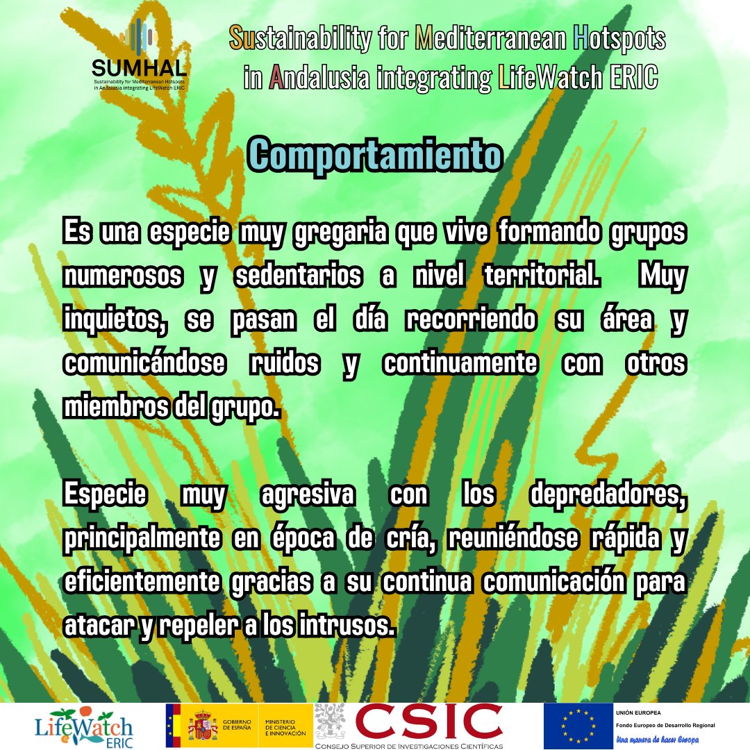 SUMHAL_CSIC's tweet photo. Dentro de la sección de #especieSUMHAL, hoy hablaremos de un miembro de la familia de los córvidos, el #rabilargo🐦
¿Quieres oir su canto🎶? https://t.co/M0R86RXA1j
#divulgacionSUMHAL
@LifeWatchSpain @LifeWatchERIC @CSIC @CSICAndalExtrem @CSIC_VAACT @PTIEcobiodiv @SEO_BirdLife https://t.co/sYmzLFeAqo