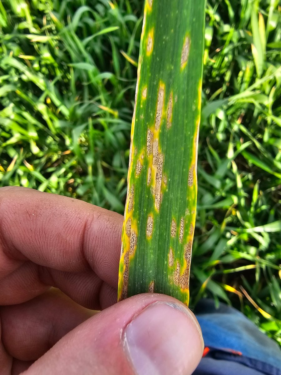 Still disease around, I'm surprised how humid the crops are with the hot dry weather 26 today but feels alot cooler when you walk into the crop and bloody humid.... a good thing but keeping the disease going