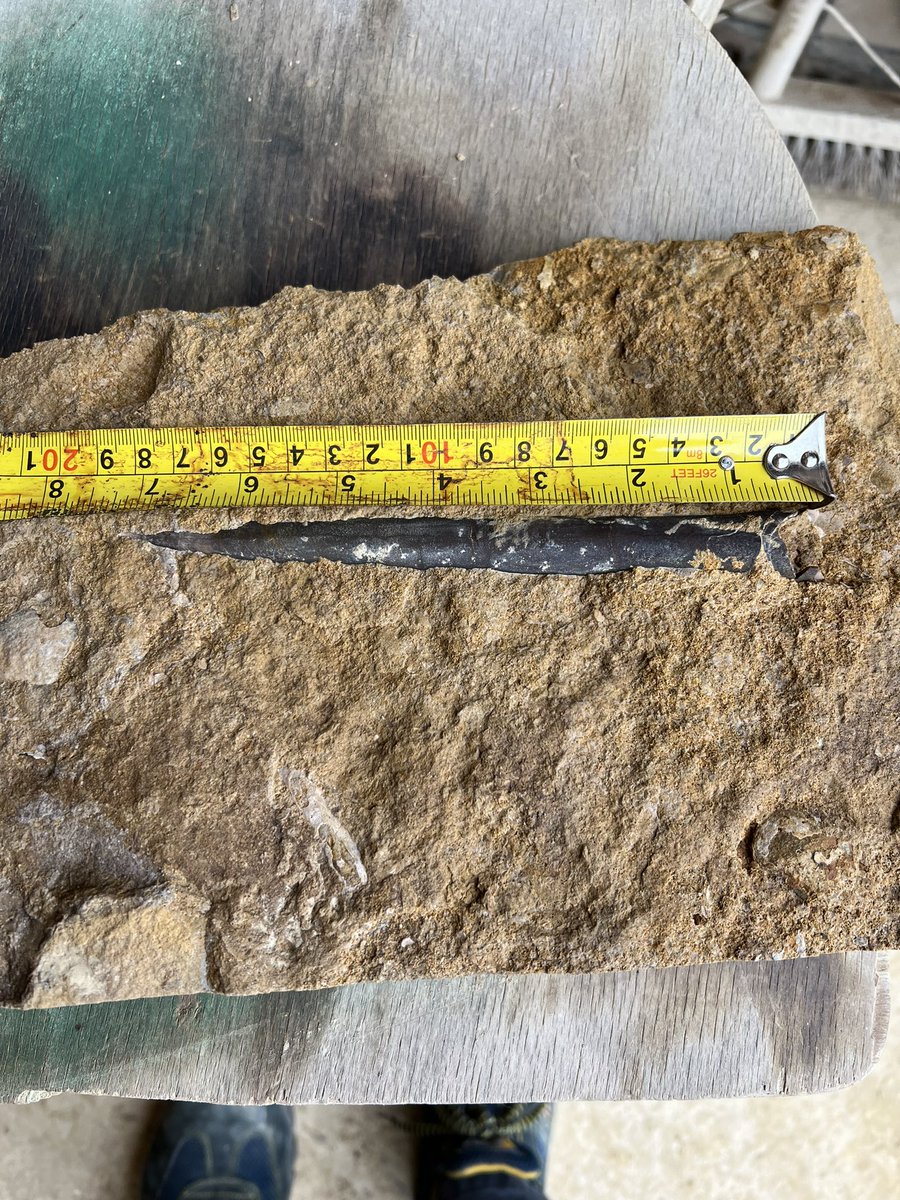 Just a 18 million year old fossil Razor clam shell found whilst mining Collyweston slate some 80 miles from the current coast line. So Collyweston had a beach 😂 #paleontology