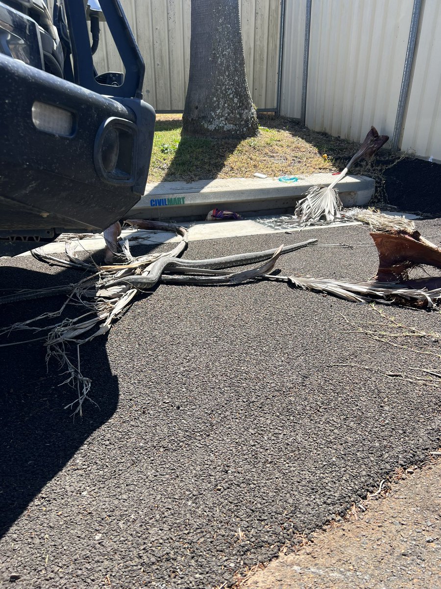 goosetrades's tweet photo. Stopped the car on the driveway to look at a carpet python today. The bugger went underneath then climbed up into the engine bay, then went into the chassis.
He went for a 30km ride to town before he got out… https://t.co/fWH7l35M3I