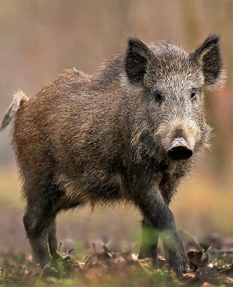 amaregar's tweet photo. ¿Porqué los jabalies invaden las ciudades ?
Huyen de los cazadores que han invadido su hábitat
Viven en grupos matriarcales ,al aniquilar a las hembras se destruyen las piaras y aumenta su población
Urge prohibir la caza y granjas cinegéticas
Hazlo viral
#SaveBoar https://t.co/YxGK2K2Ab8