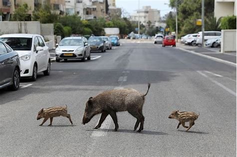 amaregar's tweet photo. ¿Porqué los jabalies invaden las ciudades ?
Huyen de los cazadores que han invadido su hábitat
Viven en grupos matriarcales ,al aniquilar a las hembras se destruyen las piaras y aumenta su población
Urge prohibir la caza y granjas cinegéticas
Hazlo viral
#SaveBoar https://t.co/YxGK2K2Ab8