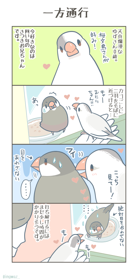 ゆずさん、現在片想い中。  #Buncho #文鳥 #漫画が読めるハッシュタグ