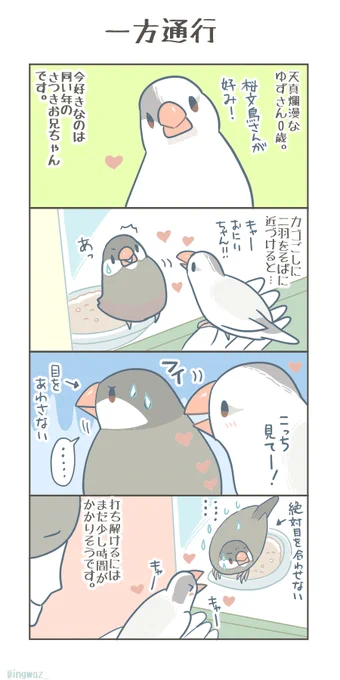 ゆずさん、現在片想い中。  #Buncho #文鳥 #漫画が読めるハッシュタグ