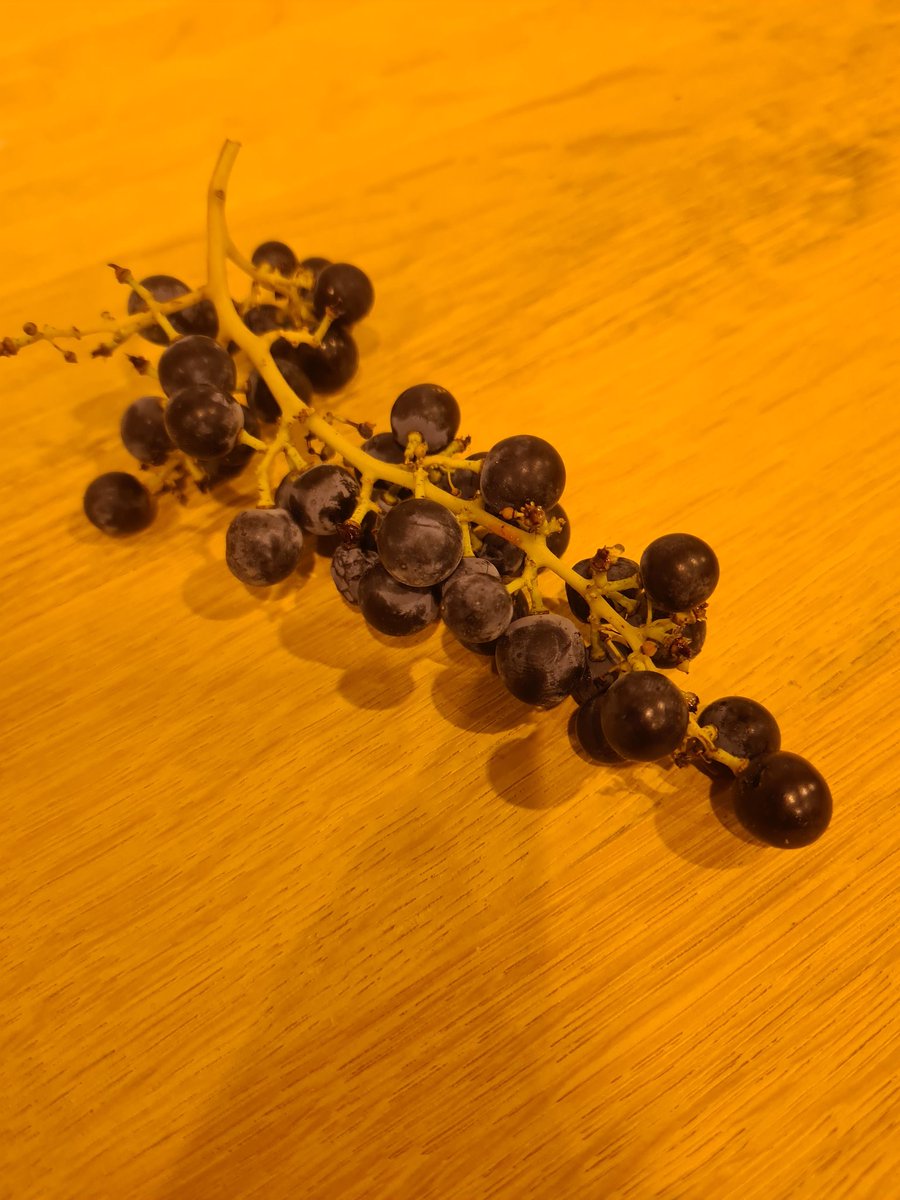 wine thinker (robertjoseph on Bluesky) tweet media