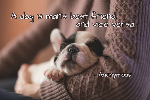 A dog is man's best friend, and vice versa. -Anonymous
#puppy #doglove
