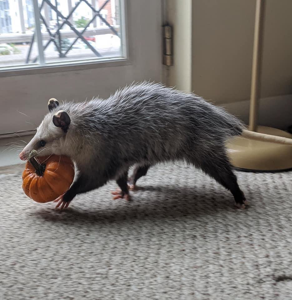 Trauri Fundi tweet media