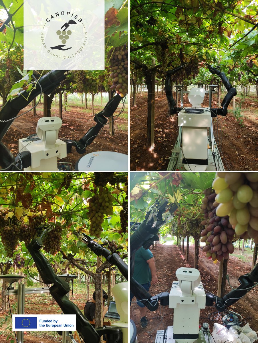 PALRobotics's tweet photo. The @CanopiesProject robot performed a range of operations, including harvesting, advanced field mapping, grape quality classification, safety-related human-robot interaction tasks, human motion prediction, and human intention recognition in a vineyard in Italy. 🍇 https://t.co/pRFC6HAy38