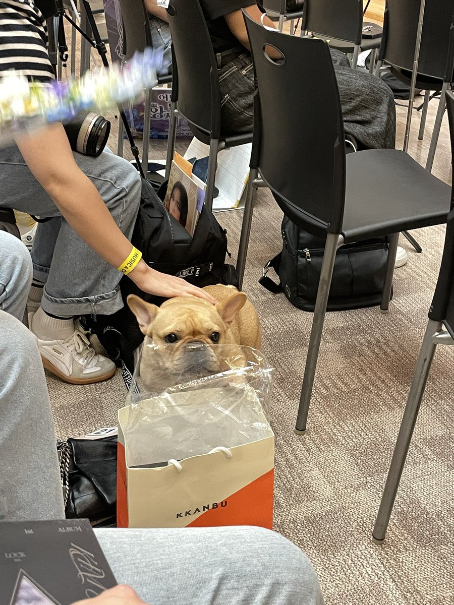 sunsekist's tweet photo. Doenjang helping mommy doing a fanservice 😂 i wanna pet her too! 🥺 https://t.co/BOQ35mtZ2c