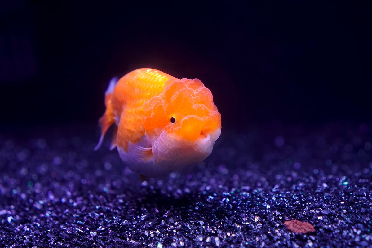 AzuBetta's tweet photo. 初めてちっちゃい口のランチュウの金魚を買った。
可愛い >v< https://t.co/YnsuXhpcSR