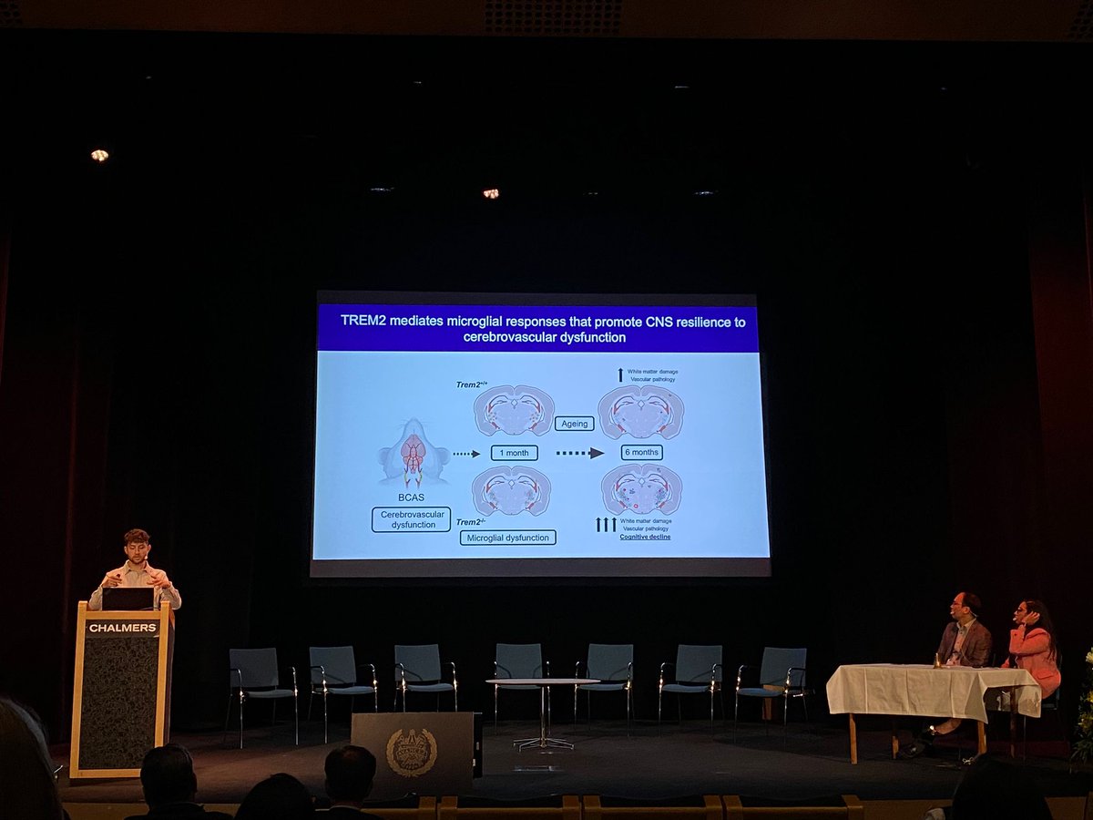 @StefSzymkowiak from @EdinburghUni shows that, in mice, Trem2 seems to mediate the microglial response which could promote resilience to SVD