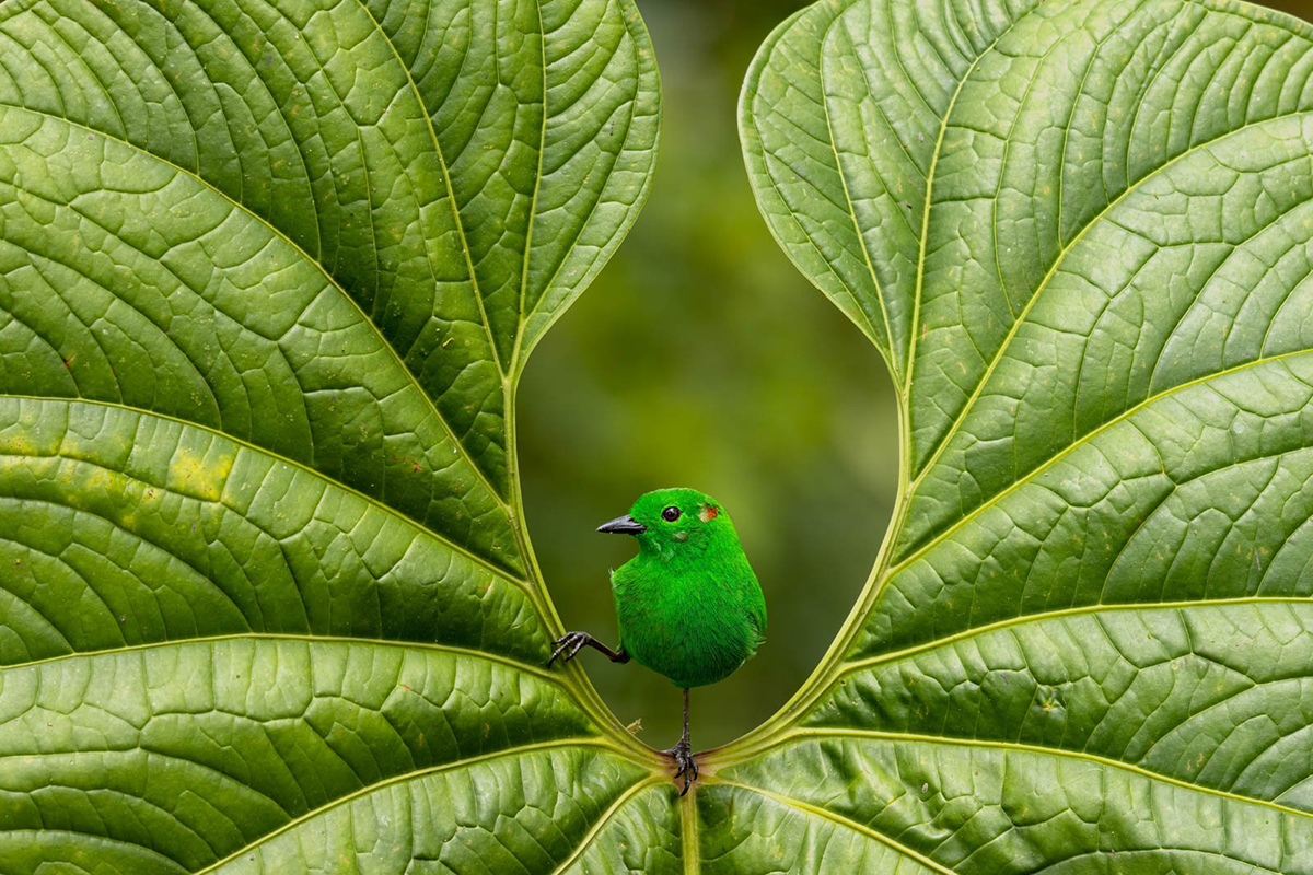 creapills's tweet photo. Découvrez les magnifiques photographies lauréates (et primées) du Bird Photographer of the Year 2023. Elles sont exceptionnelles 🕊️

Plus d’infos : https://t.co/B23TaQAvvQ https://t.co/47zpVnx2CA