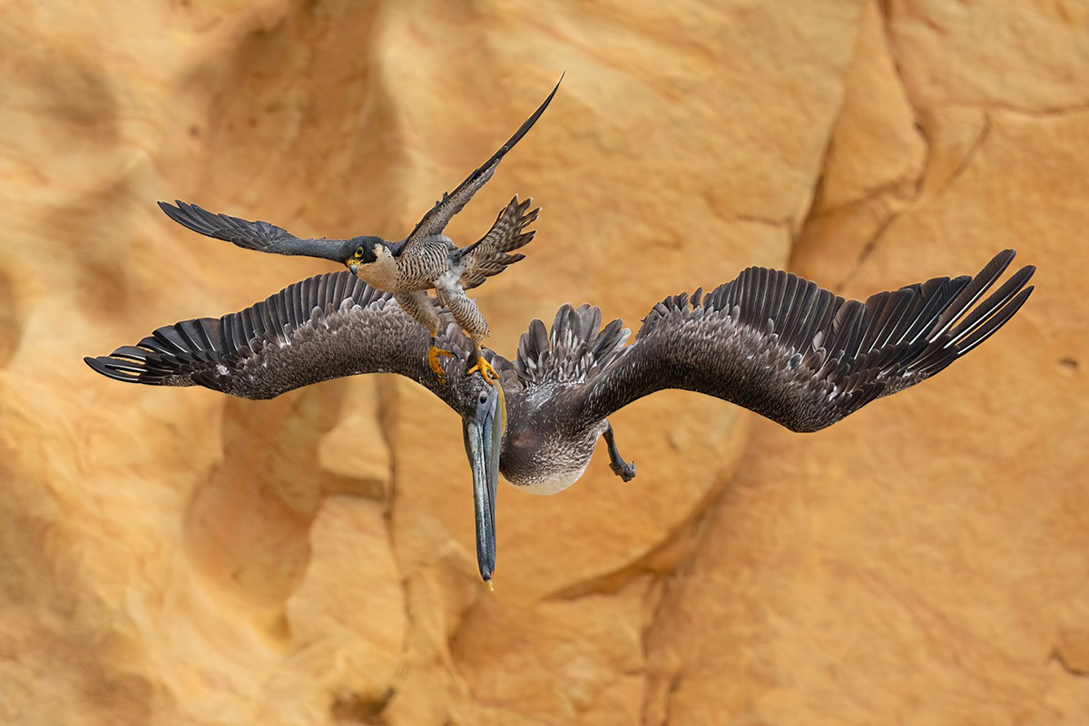 creapills's tweet photo. Découvrez les magnifiques photographies lauréates (et primées) du Bird Photographer of the Year 2023. Elles sont exceptionnelles 🕊️

Plus d’infos : https://t.co/B23TaQAvvQ https://t.co/47zpVnx2CA