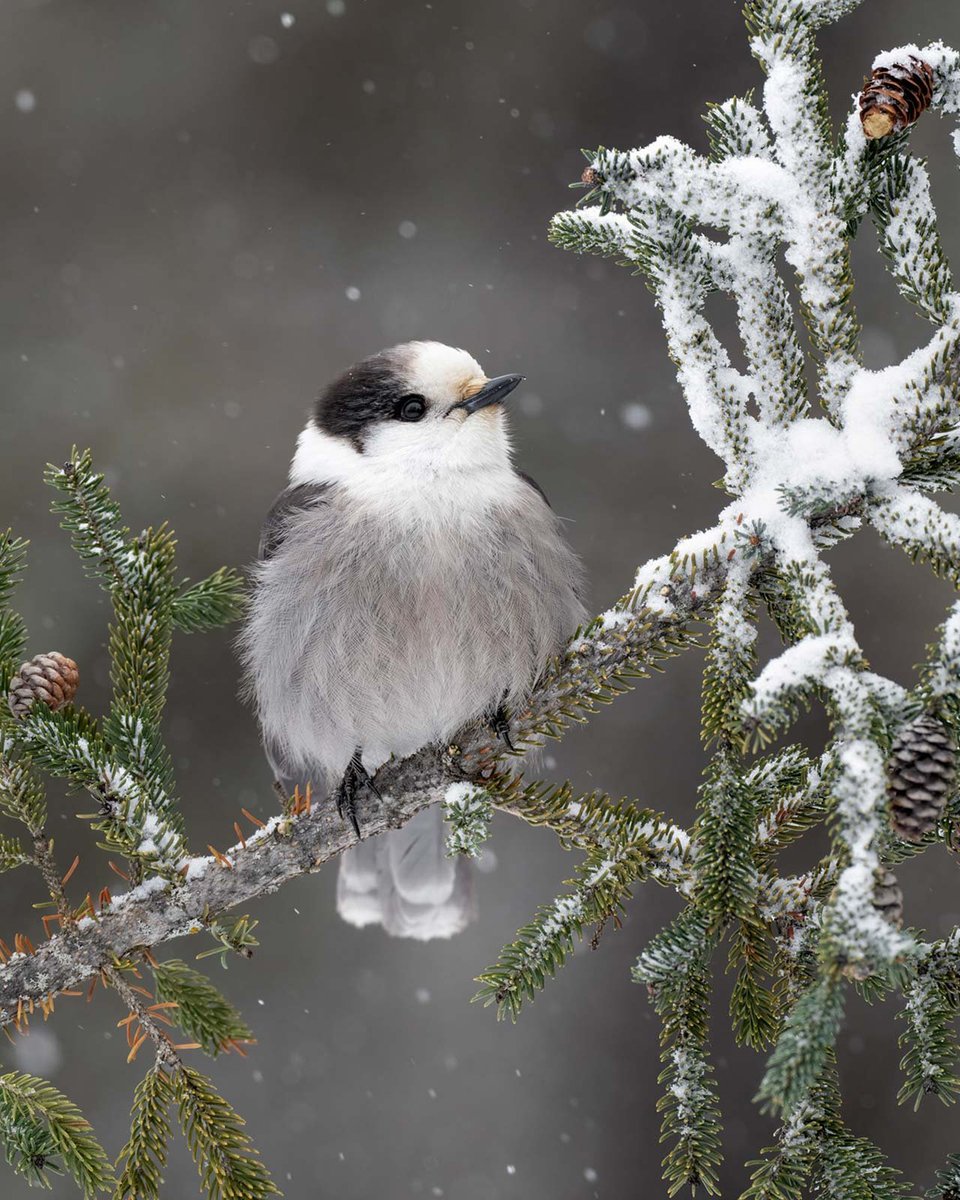 creapills's tweet photo. Découvrez les magnifiques photographies lauréates (et primées) du Bird Photographer of the Year 2023. Elles sont exceptionnelles 🕊️

Plus d’infos : https://t.co/B23TaQAvvQ https://t.co/47zpVnx2CA