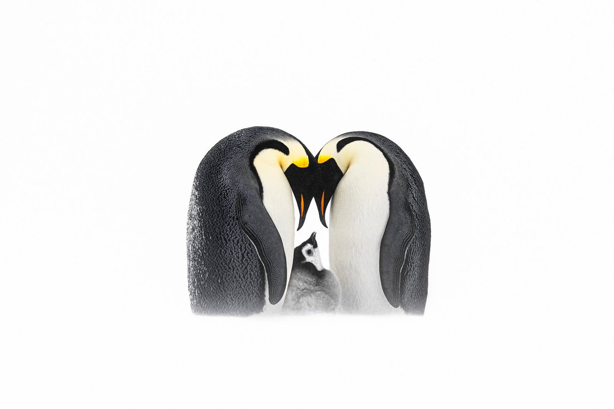 creapills's tweet photo. Découvrez les magnifiques photographies lauréates (et primées) du Bird Photographer of the Year 2023. Elles sont exceptionnelles 🕊️

Plus d’infos : https://t.co/B23TaQAvvQ https://t.co/47zpVnx2CA