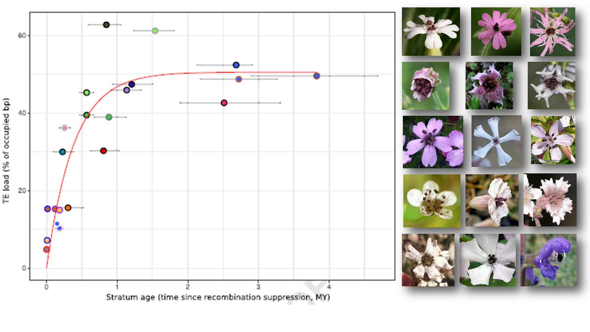 TatianaGiraud6's tweet photo. Final paper from Marine Duhamel's PhD published: The dynamics of transposable element accumulation in non-recombining regions
https://t.co/hDqfEW8zto https://t.co/CJawN8B4IJ