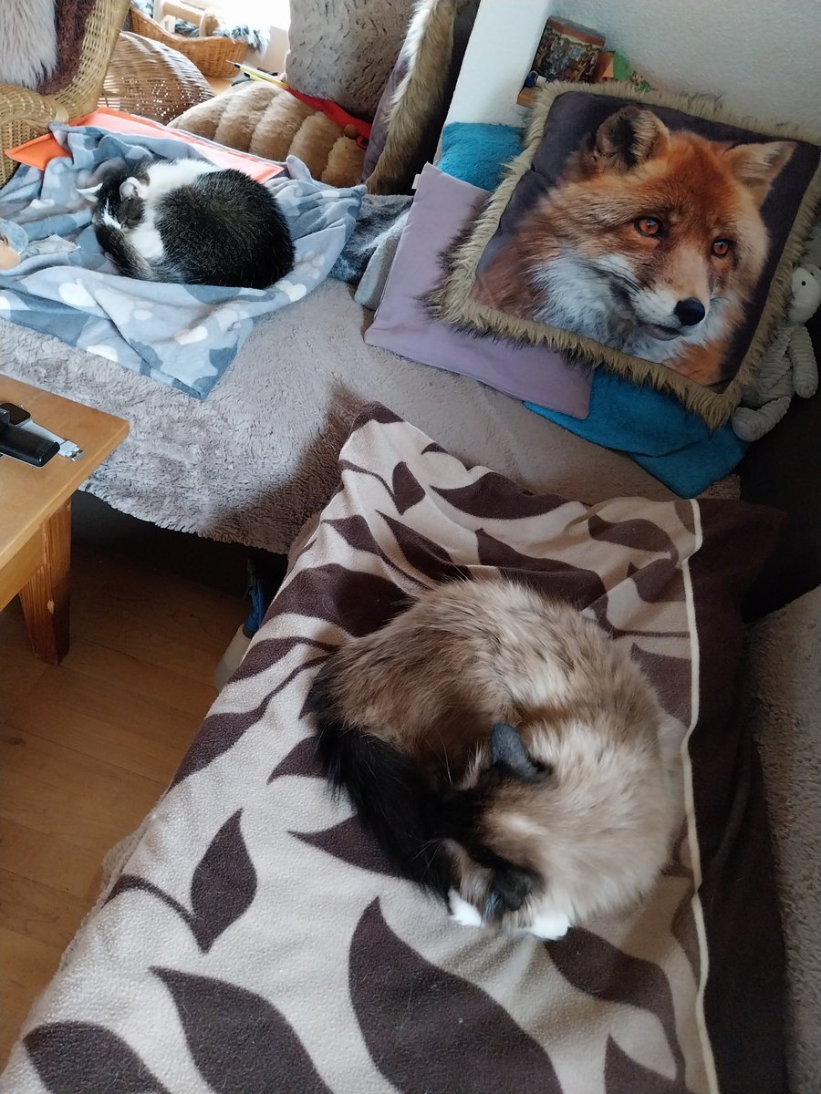 CarolaBetz's tweet photo. Wiiiir machen a chilliges Wochenendeeeee
#Jaimiebärle & #Amyyy 🐈🐈♥️ https://t.co/v3AfWH1IJ3