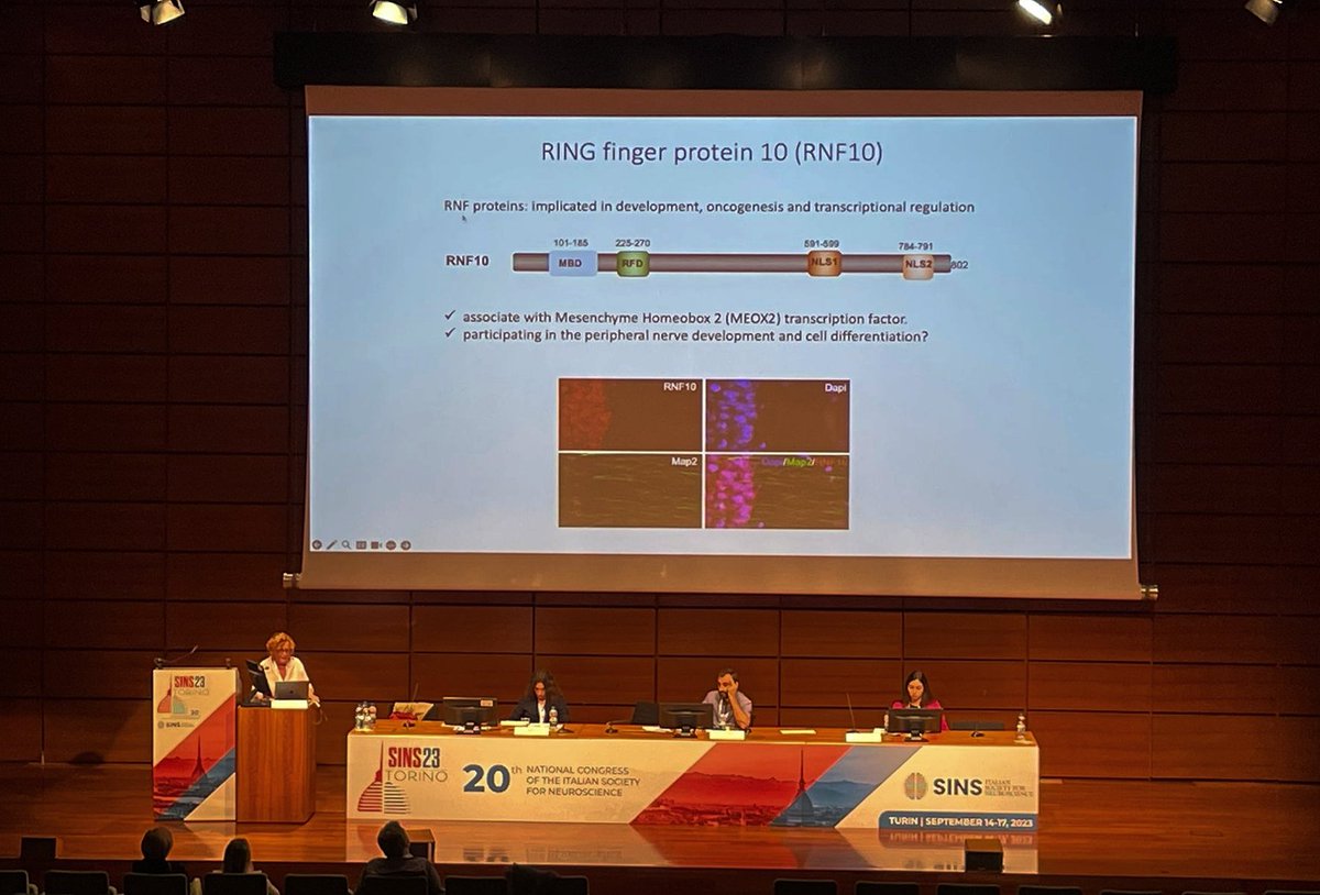 anna_caretto's tweet photo. Yesterday the #phdmeeting in Neurosciences took place in Turin 🧠 I am truly honored to have taken part in its organization with the #SINSYouthCommittee. A special thank to @giegiani and @FilippoLaGreca for the wonderful team work and to all the SINS members for their support💪 https://t.co/QyhDgwZ4Fb