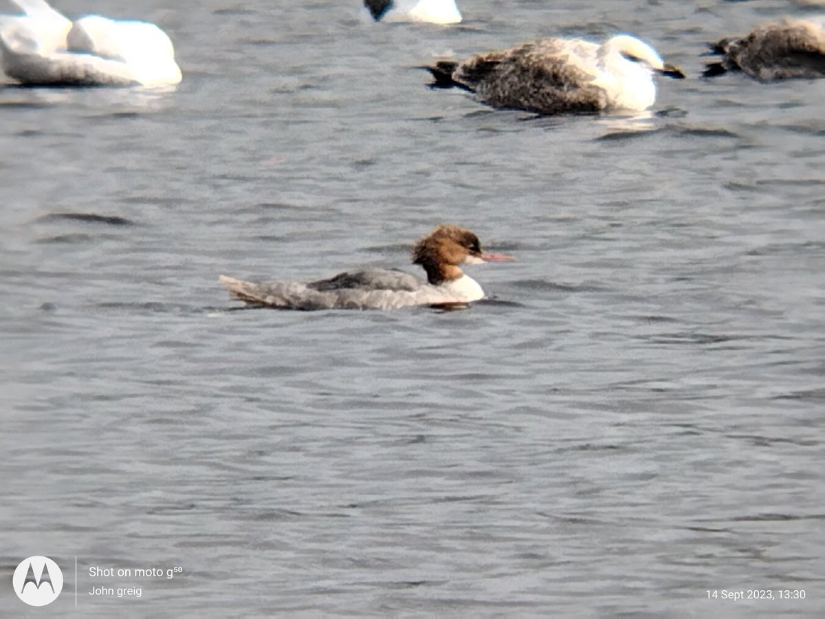 JohnGreig2's tweet photo. #Goosanders Always smiling away 🙂 happy birds https://t.co/aPFMECQF86