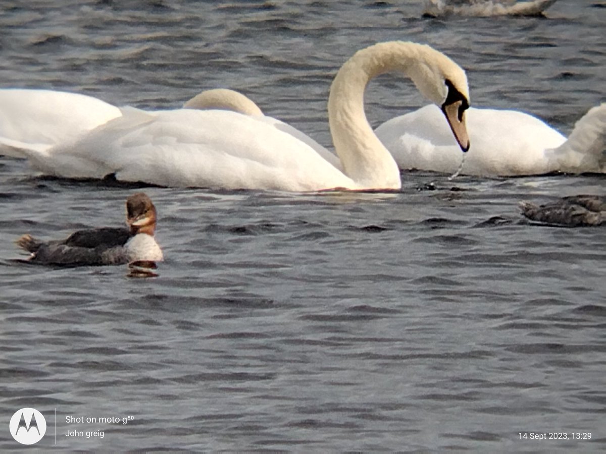 JohnGreig2's tweet photo. #Goosanders Always smiling away 🙂 happy birds https://t.co/aPFMECQF86