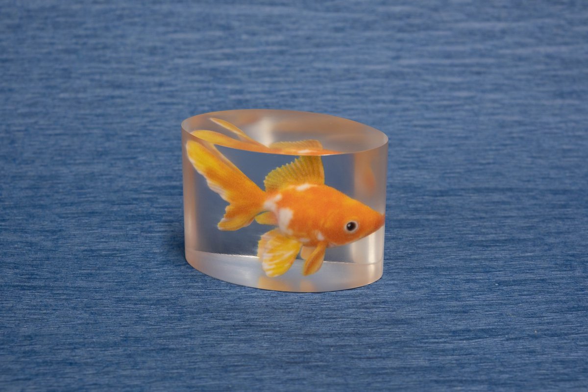 3df_info's tweet photo. \ 必見 /
フルカラー３Dプリンターを使用して #骸骨 #金魚 #クリア を製作🐠こちらも塗装を一切していません！！

#J55Prime はクリアキューブに作品を閉じ込めることができます！！

#3D #3Dプリンター #3dprint #ZBrush #blender https://t.co/ydZFEccTUJ