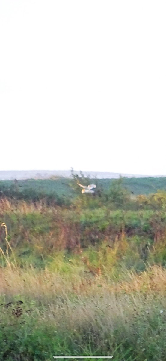 tractormadlive1's tweet photo. Been wanting to photograph an owl for ages , finally did it using my Sony power shot, at East Mersea . https://t.co/BO0bc8d7mT