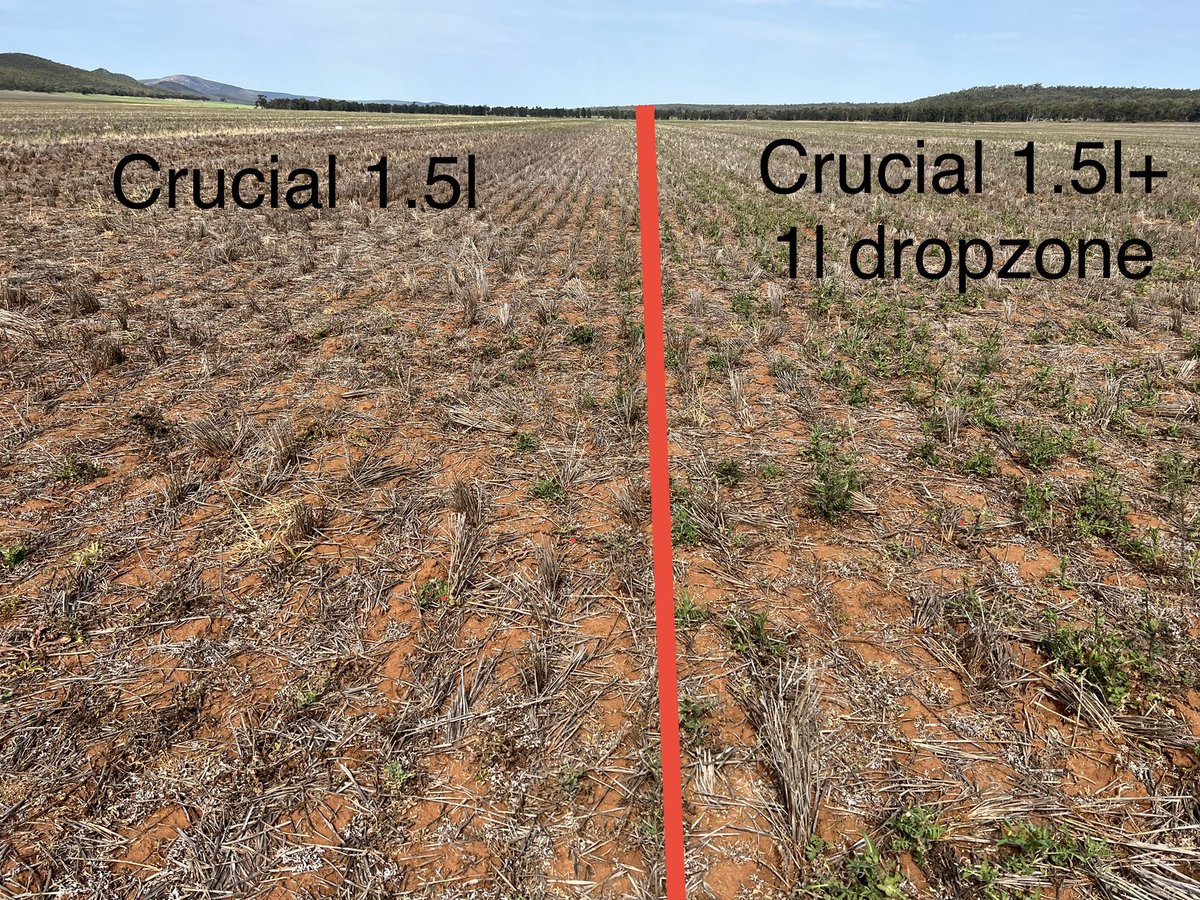 Still amazes me how badly gly is antagonised by 2,4-d on sowthistle, even dropzone which is supposed to be less antagonistic <a href="/NufarmAustralia/">Nufarm Australia</a> This is a 12trt trial and shows some interesting brews and outcomes on our key weeds. #aggrowagronomy <a href="/AlbertGorman1/">Albert Gorman</a> <a href="/lukeschulz9/">Luke Schulz</a>