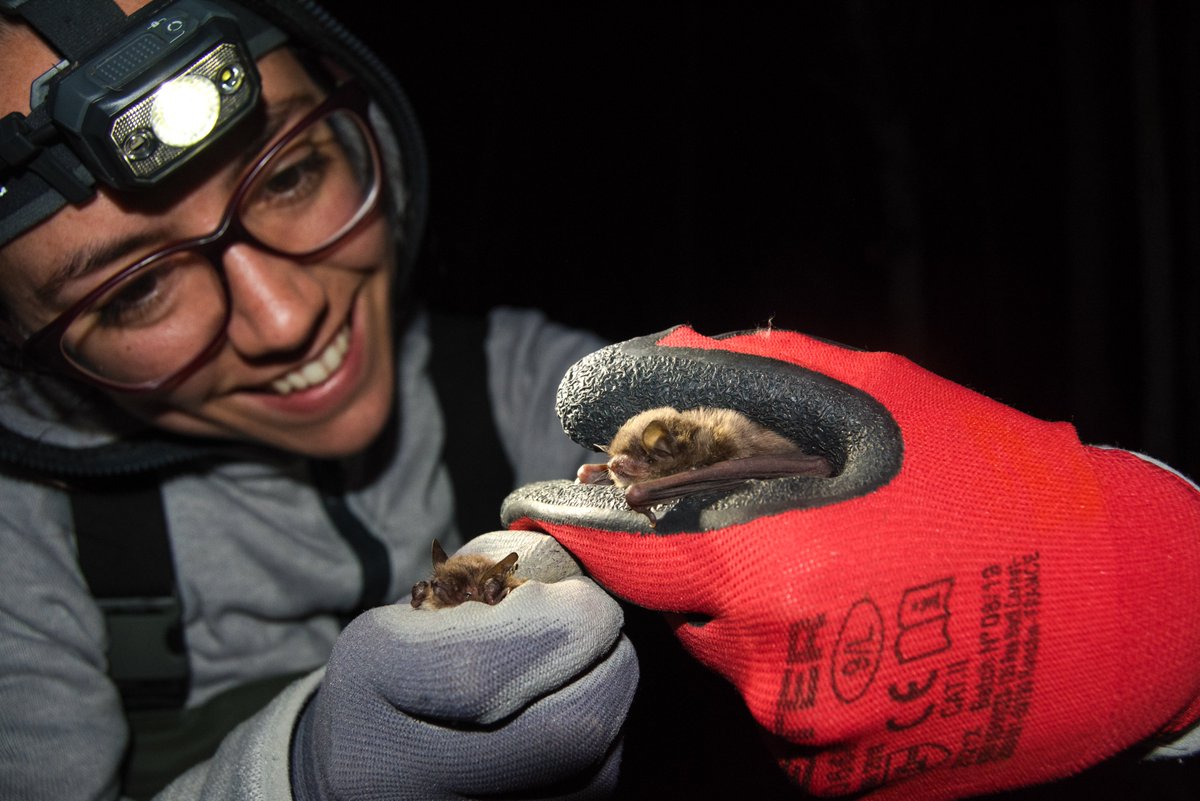 estelbo95's tweet photo. 🚨NEW PAPER ALERT🚨
📣Excited to share our latest paper assessing the trophic niche of trawling bats🦇 through🧬.  We revealed the 4th colony of Myotis capaccinii preying on fish in Europe!🍽️🐟
👀Download: https://t.co/0TLGtZhwOt @ejwr_cm
📒PROJECT: @Ratpenats_Cat
ℹ️More info👇 https://t.co/0fVnHFaMXn
