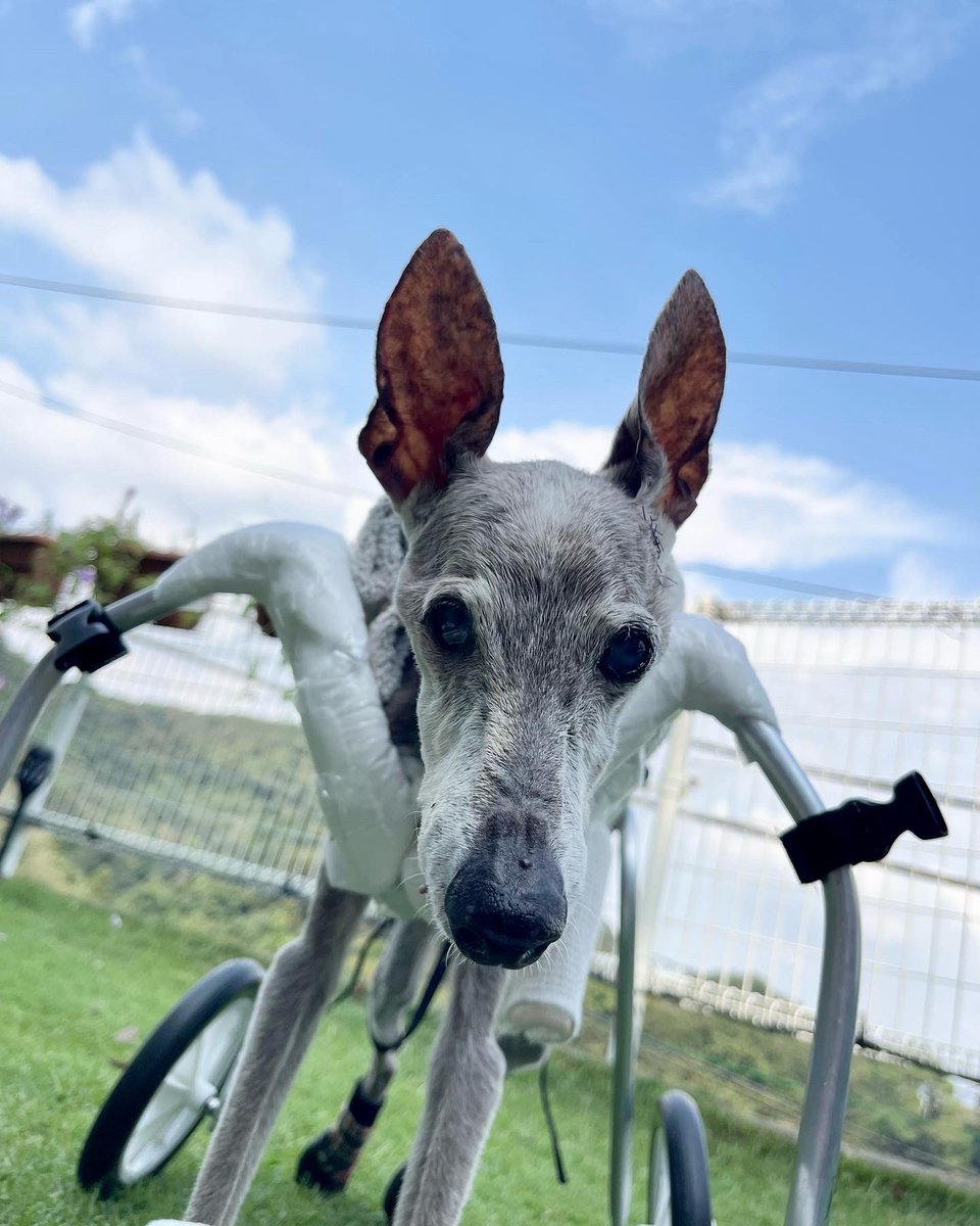dogs_muzzles's tweet photo. 凸平、元気に20歳のお誕生日を迎えられました。

2週間前から車椅子と過ごす事になり、最初は戸惑いや葛藤もあったと思いますが、毎日仲良くお散歩しています。先生にもたくさん褒められてます

体調が安定していれば、以前と変わらずお出かけも楽しみたいと思います🐶

#凸平 #イタグレ20歳 #老犬20歳 https://t.co/LWHaIuGxyR