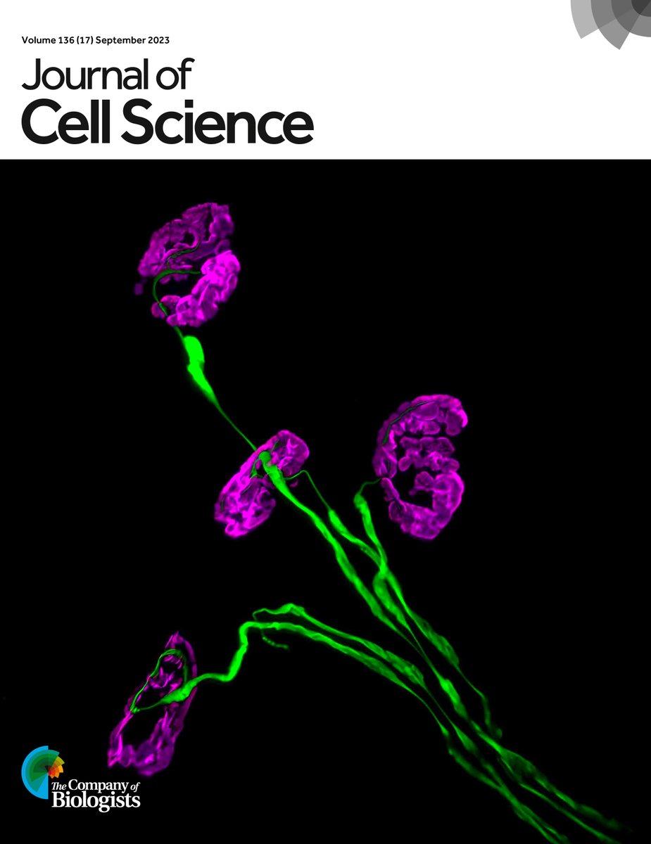 J Cell Science (@j_cell_sci) on Twitter photo Issue 17 is complete
Explore our ToC here: journals.biologists.com/jcs/issue/136/…
Our cover image, from <a href="/RLSimkin/">Rebecca Simkin</a>, won the 2023 <a href="/FocalPlane_jcs/">FocalPlane</a> image competition. It shows 4 NMJs in a mouse hind paw, with the lower motor neuron in green & post-synaptic acetylcholine receptors in magenta. Issue 17 is complete
Explore our ToC here: journals.biologists.com/jcs/issue/136/…
Our cover image, from <a href="/RLSimkin/">Rebecca Simkin</a>, won the 2023 <a href="/FocalPlane_jcs/">FocalPlane</a> image competition. It shows 4 NMJs in a mouse hind paw, with the lower motor neuron in green & post-synaptic acetylcholine receptors in magenta.