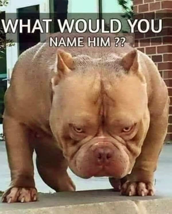 Oldtimers365's tweet photo. #dog #dogs #doggo #doggos #dogsontwitter #dogsoftwitter #pibull #pitbulls https://t.co/HiZrNSc2Yy
