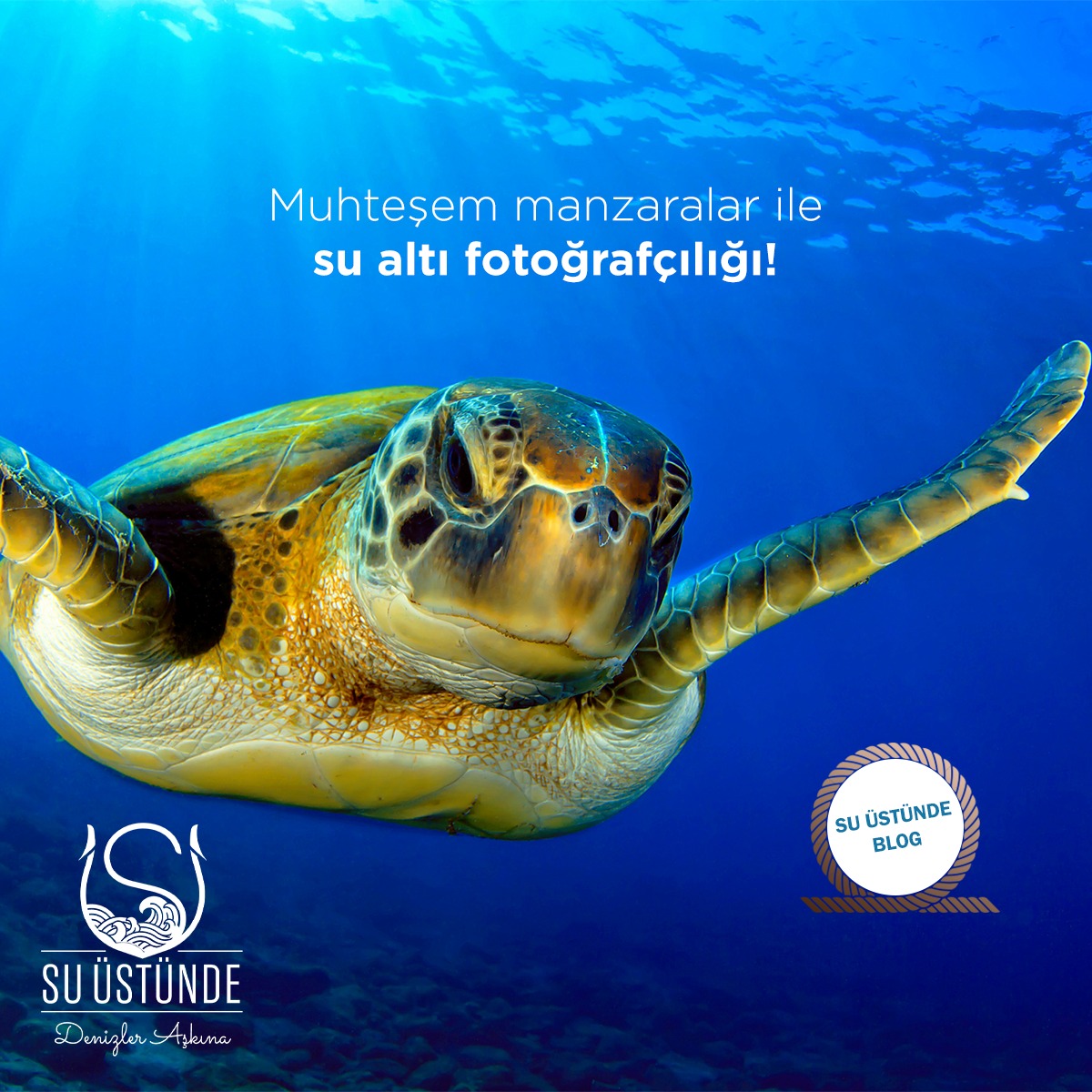 Su altı fotoğrafçılığı adından da anlaşılacağı üzere su altının fotoğraflanması için yapılan çalışmalardır. 
Su altı fotoğrafçılığı ile ilgili detaylı bilgiye blog yazımızdan ulaşabilirsiniz.
bit.ly/3cKRX9z #suüstünde #blog #blogger #denizkaplumbağası #karettakaretta