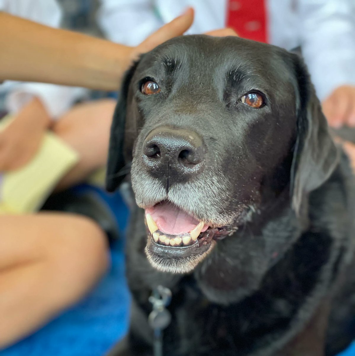 WestbourneHse's tweet photo. Once a week, the Year 5 children read out loud to Nancy, all the while stroking their furry friend. It's an ingenious initiative that helps pupils to read with more confidence. #english #literacy #reading #dogs #westbourneway #reading #bethebestyoucanbe #confidence #readingtodogs https://t.co/ENpcLGZa8F
