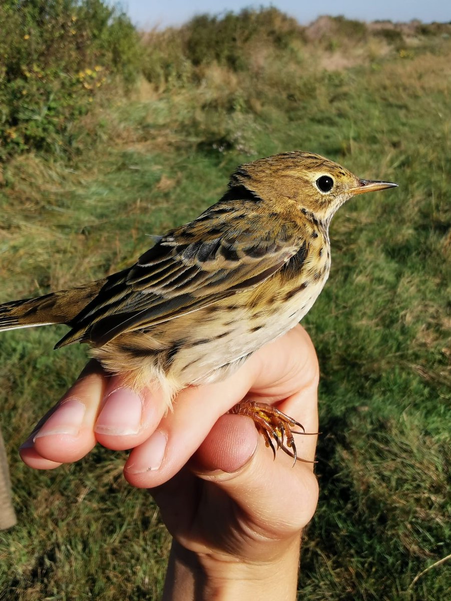 EugeneBirds's tweet photo. Our 1st Meadow Pipits of the season today 👍😊 Ringing recoveries suggest most of ours, which arrive mid-Sep, are of UK /IRL origin. Donges ringing station, Loire estuary, Fr. #acrola https://t.co/k4q45BOkYm @_BTO @_EURING @BirdWatchIE https://t.co/L8X2UeorDE