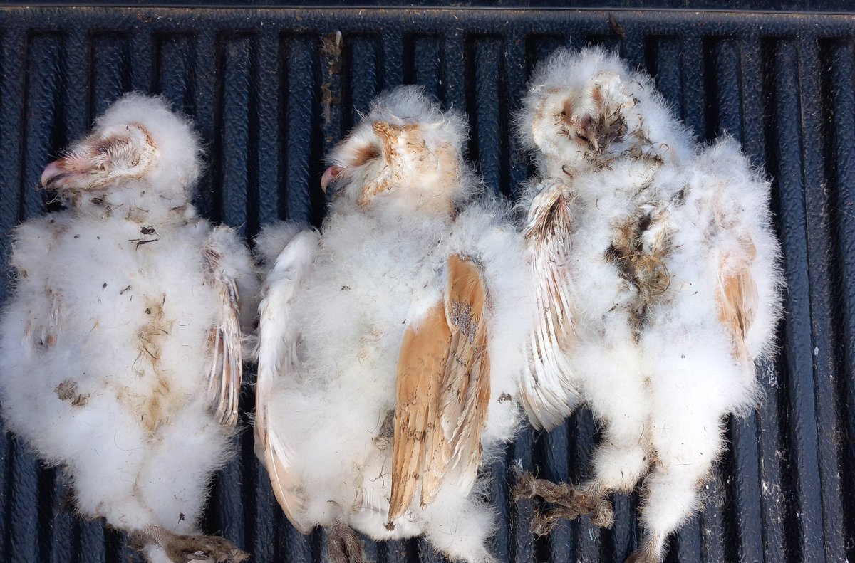 A sad outcome to barn owl ringing on a project farm recently. Unfortunately, 3 chicks, which were all a healthy weight, were found dead. Most likely cause is rodenticide-contaminated food picked up within a 2-5km radius. Use rodenticide alternatives such as traps, cats or dogs.