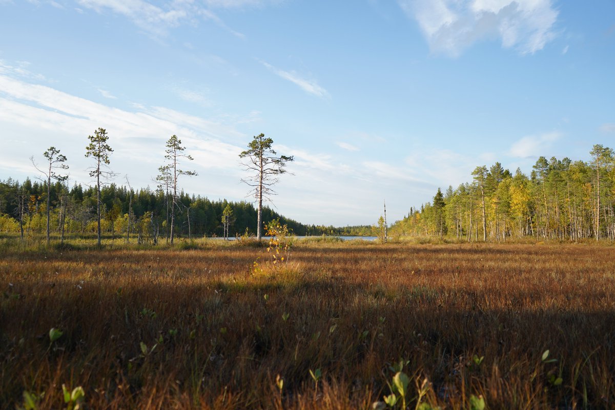 Views from our fieldsite at Viiankiaava in Sodankylä, Finland. Viiankiaapa is one of the most ecologically important "aapa" mires in Eastern Lapland, protected by the national Mire Conservation Programme &amp; the EU's Natura 2000. #viiankiaapa #euchance #Chanse #digitalage #H2020