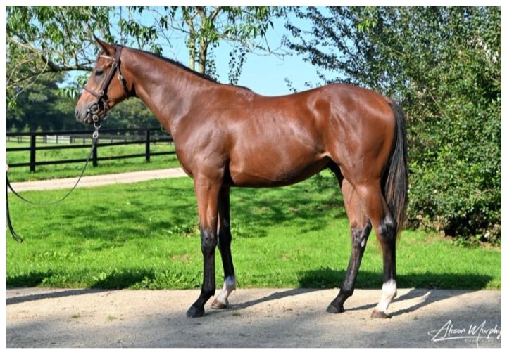 🏇Lot 277 September Yrl Sale
@tatts_ireland
Sharp Colt by Make Believe <a href="/BallylinchStud/">BallylinchStud</a> 
Ex Half Sister to Bahri #Speed 
2 year old sister now named
💛CERULEAN SUMMER💛
"She is going really well" <a href="/dylancunha_uk/">Dylan Cunha Racing LTD</a> 
Barn N - Olive O' Connor Bloodstock <a href="/oliveoc1oliveoc/">olive o connor</a> 📸 <a href="/AllyMurphy3/">Ally Murphy</a>