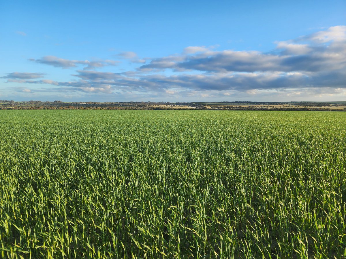 GuinnessTristan's tweet photo. Tomahawk CL wheat looking great sown 17th June (don't judge me) very impressed 👌 https://t.co/CRN2CTeaii