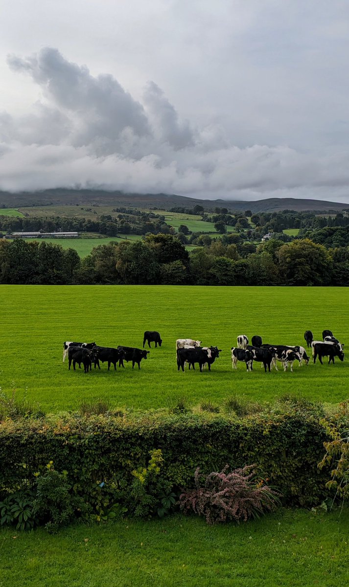 cdmilligan's tweet photo. Can't see the hills but it's nice to see cows in the field today. https://t.co/1SDVnAKAnR