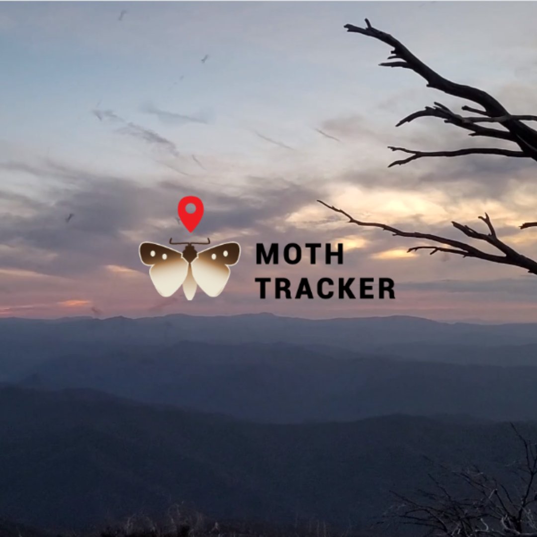 Dr Marissa Parrott (@drmparrott) on Twitter photo ❗️We are back - Moth Tracker launched for 2023 today!
If you think you've seen a Bogong Moth, take a photo & submit it to #MothTracker to help scientists help the Endangered Bogong Moth & Critically Endangered Mountain Pygmy-possum ❤️🦋🐭
mothtracker.swifft.net.au
<a href="/ZoosVictoria/">Zoos Victoria</a> ❗️We are back - Moth Tracker launched for 2023 today!
If you think you've seen a Bogong Moth, take a photo & submit it to #MothTracker to help scientists help the Endangered Bogong Moth & Critically Endangered Mountain Pygmy-possum ❤️🦋🐭
mothtracker.swifft.net.au
<a href="/ZoosVictoria/">Zoos Victoria</a>